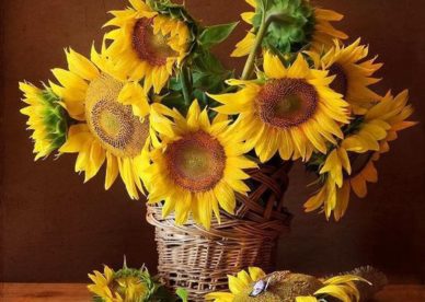 أجمل زهور دوّار الشمس، زهرة الشمس، تباع الشمس، ميال الشمس، عبّاد الشمس - صور ورد وزهور Rose Flower images